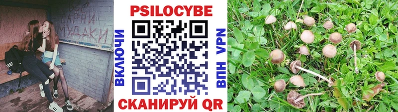 продажа наркотиков  Новодвинск  Псилоцибиновые грибы Cubensis 